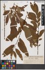 Foto von Salix caprea L. x Salix viminalis L.